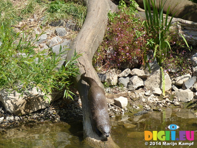 FZ006236 North American river otter (Lontra canadensis) coming down tree trunk